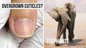 What Do Elephants & 'Overgrown Cuticles' Have In Common?