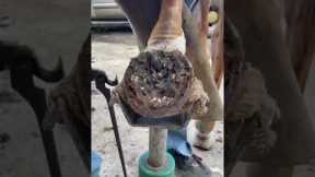Stuck in the Mud #farrier #horse #satisfying #texas #asmrvideo #cleaning