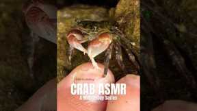 VIRAL Crab Pedicure ASMR Video